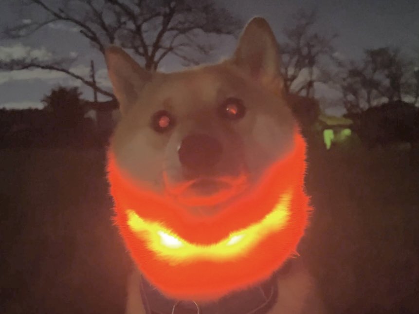 ラスボス感すごい柴犬が話題　首元から赤やオレンジの光を放つ姿が「強そう」