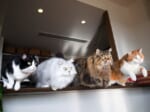 猫4匹が同時にジャンプする写真が劇的すぎる　「ねこレンジャー発進ニャ」