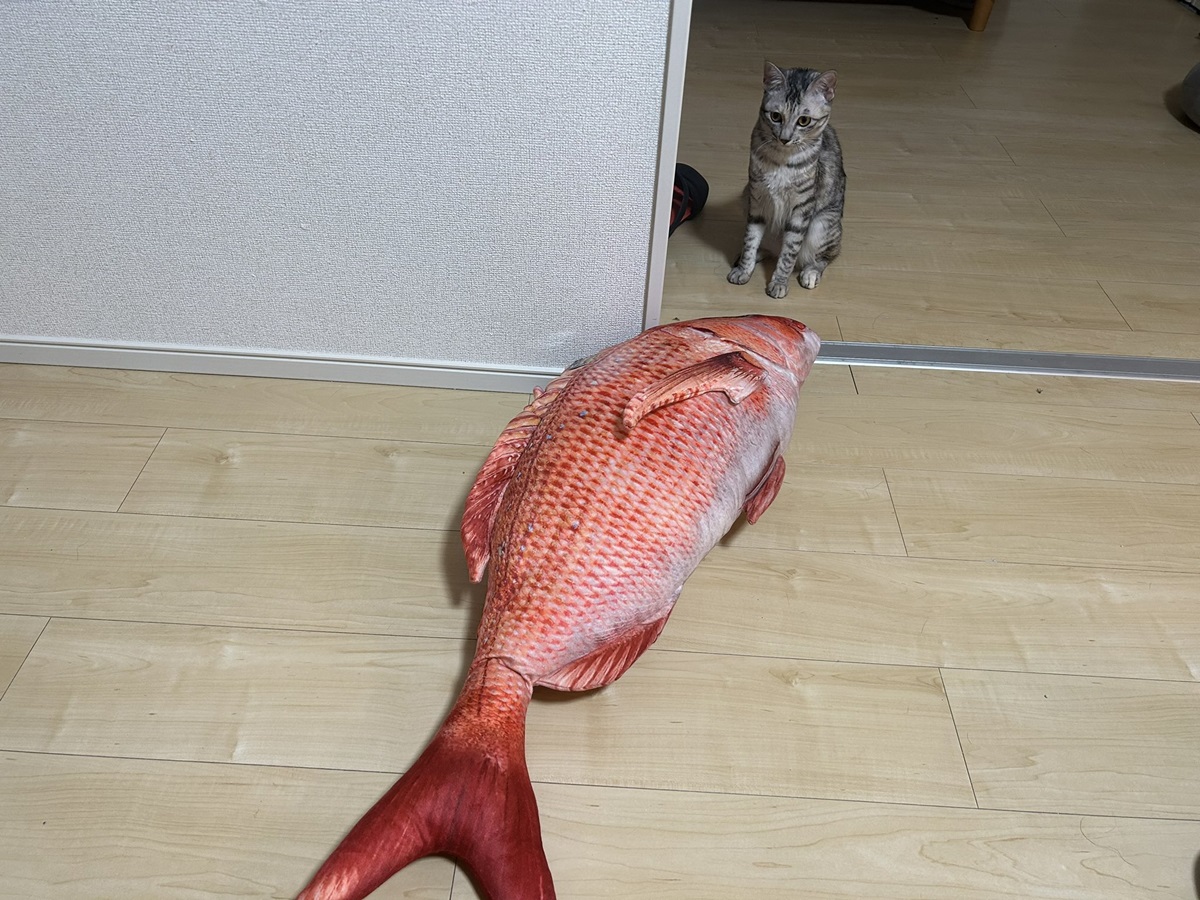 どうしよう……　大きな鯛のぬいぐるみにかたまる猫