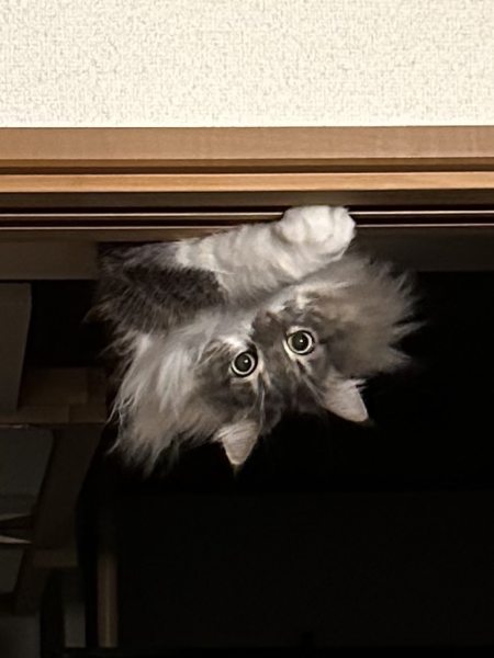 妻が絶叫したので見に行ったら「天井から猫生えてた」　思わずビックリ逆さの猫