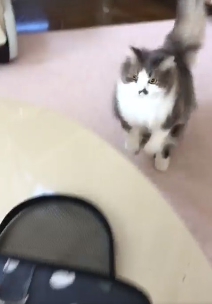 「猫の避難訓練」動画が話題　「地震！」の一言でキャリーバッグに入る