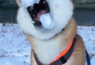 楽しい雪合戦のはずが……投げた雪玉を食べることに必死な柴犬さんに爆笑
