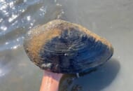 巨大すぎる貝にSNS騒然　大きさ30cm超の「メンカラスガイ」発見