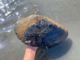 巨大すぎる貝にSNS騒然　大きさ30cm超の「メンカラスガイ」発見