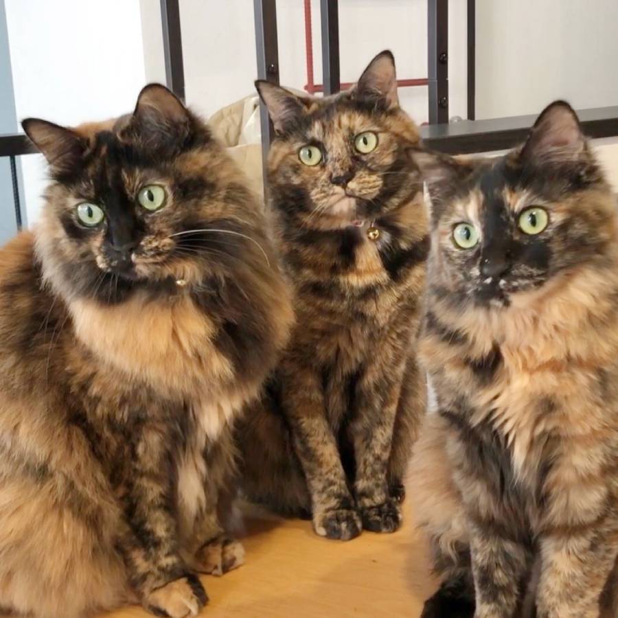 サビ猫三姉妹