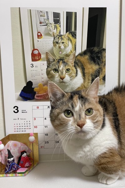 2015年から継続中のループ猫カレンダー　来年分も無事撮影終了