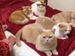 就寝時間に珍事件発生　5匹の猫ちゃんがベッドを占領