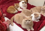 就寝時間に珍事件発生　5匹の猫ちゃんがベッドを占領
