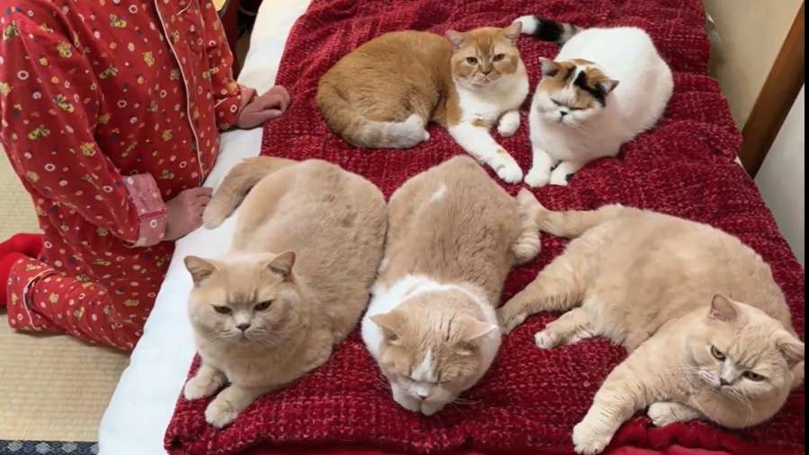 5匹の猫ちゃんがベッドを占領