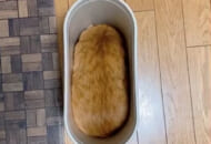 猫がゴミ箱にシンデレラフィット