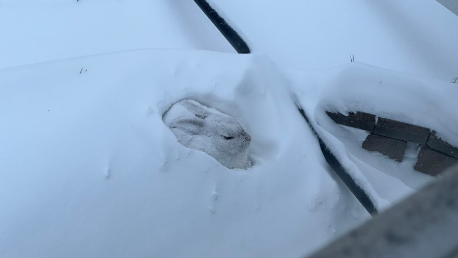 カナダで撮影されたびっくり写真　雪の中で野うさぎがすやすや