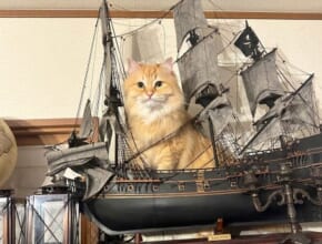 「海賊王に俺はニャる！」船の模型に乗り渾身のドヤ顔を披露する猫さん